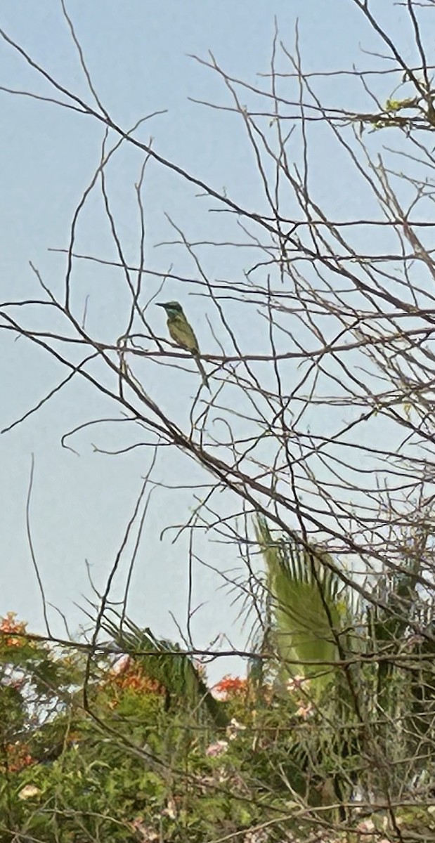 Arabian Green Bee-eater - ML620326492