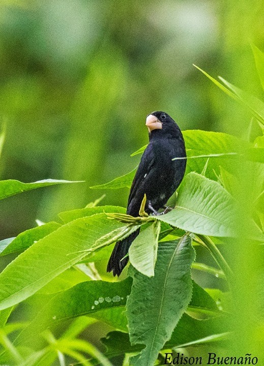 Large-billed Seed-Finch - ML620326500