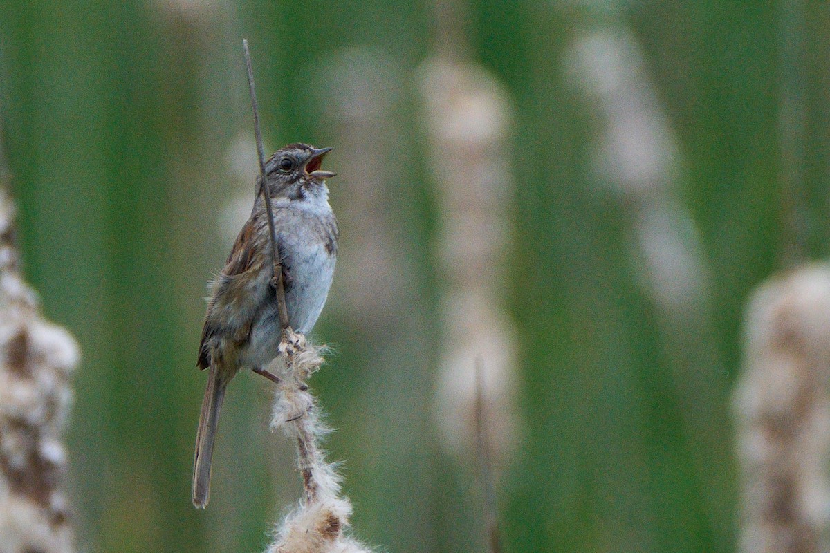 Swamp Sparrow - ML620326505