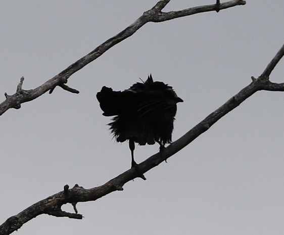 American Crow - ML620326523