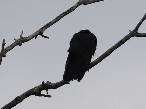 American Crow - ML620326524