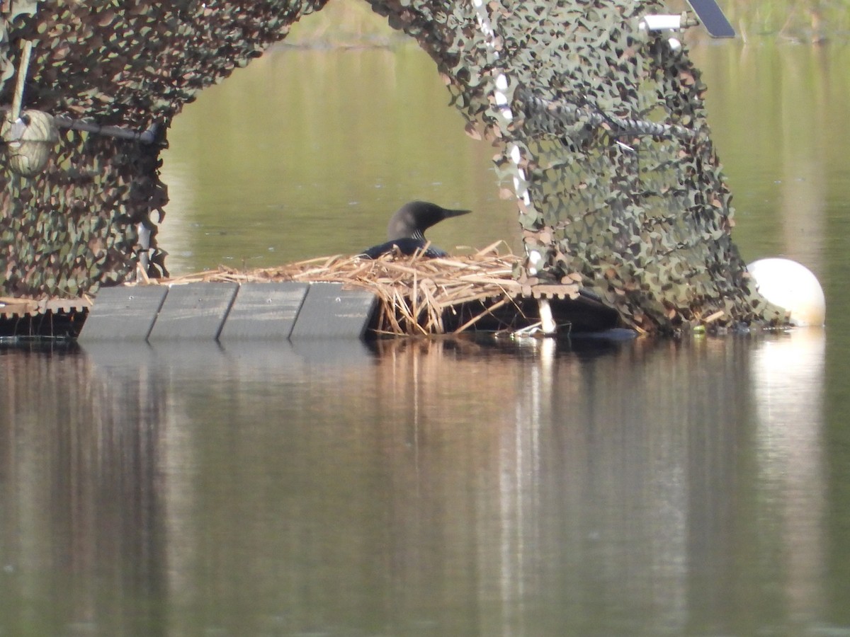 Pacific Loon - ML620326530