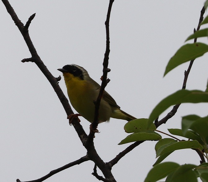 Common Yellowthroat - A. Gary Reid