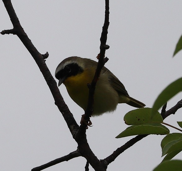 Common Yellowthroat - ML620326584