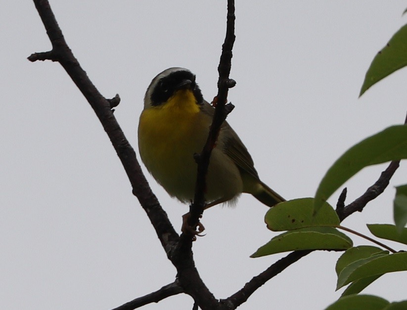 Common Yellowthroat - A. Gary Reid