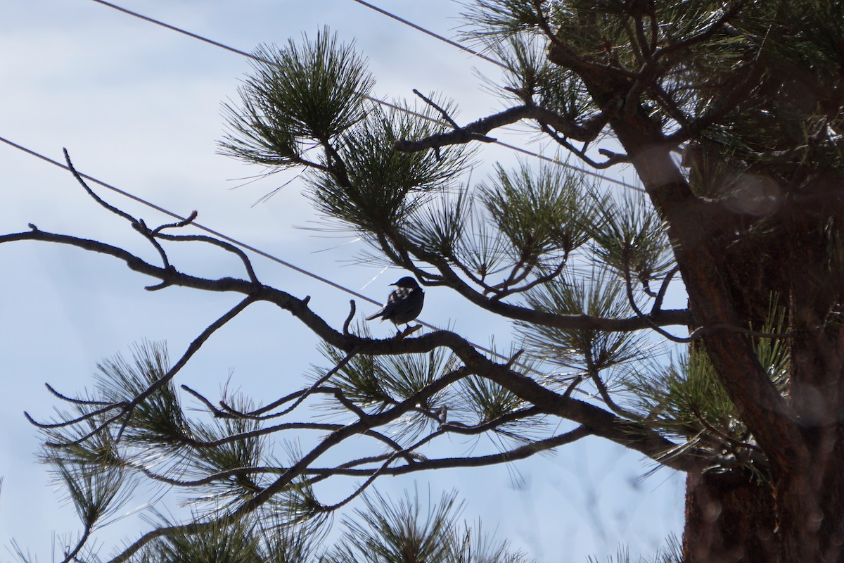 Pinyon Jay - ML620326593