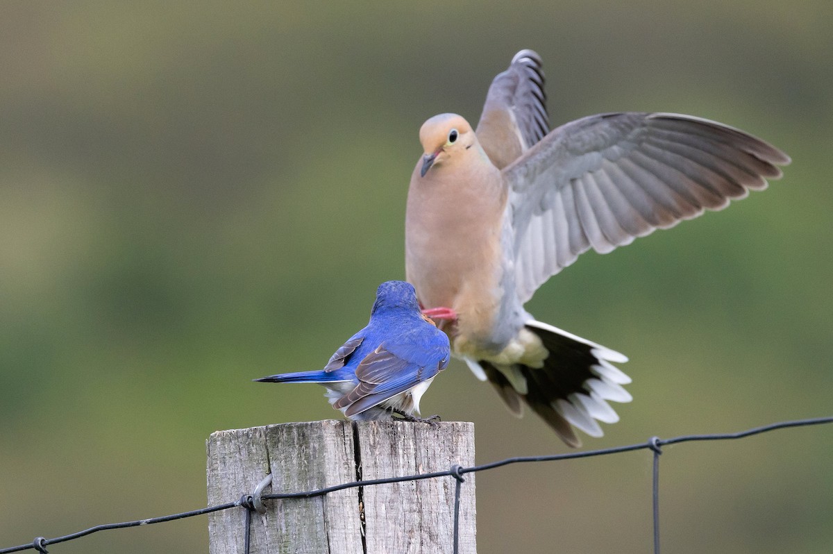 Mourning Dove - ML620326594