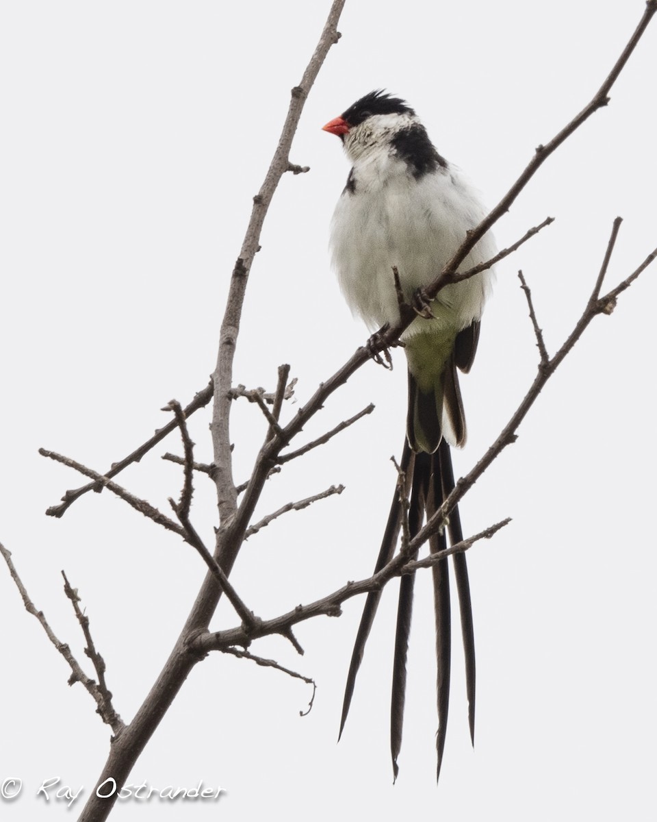 Pin-tailed Whydah - ML620326598