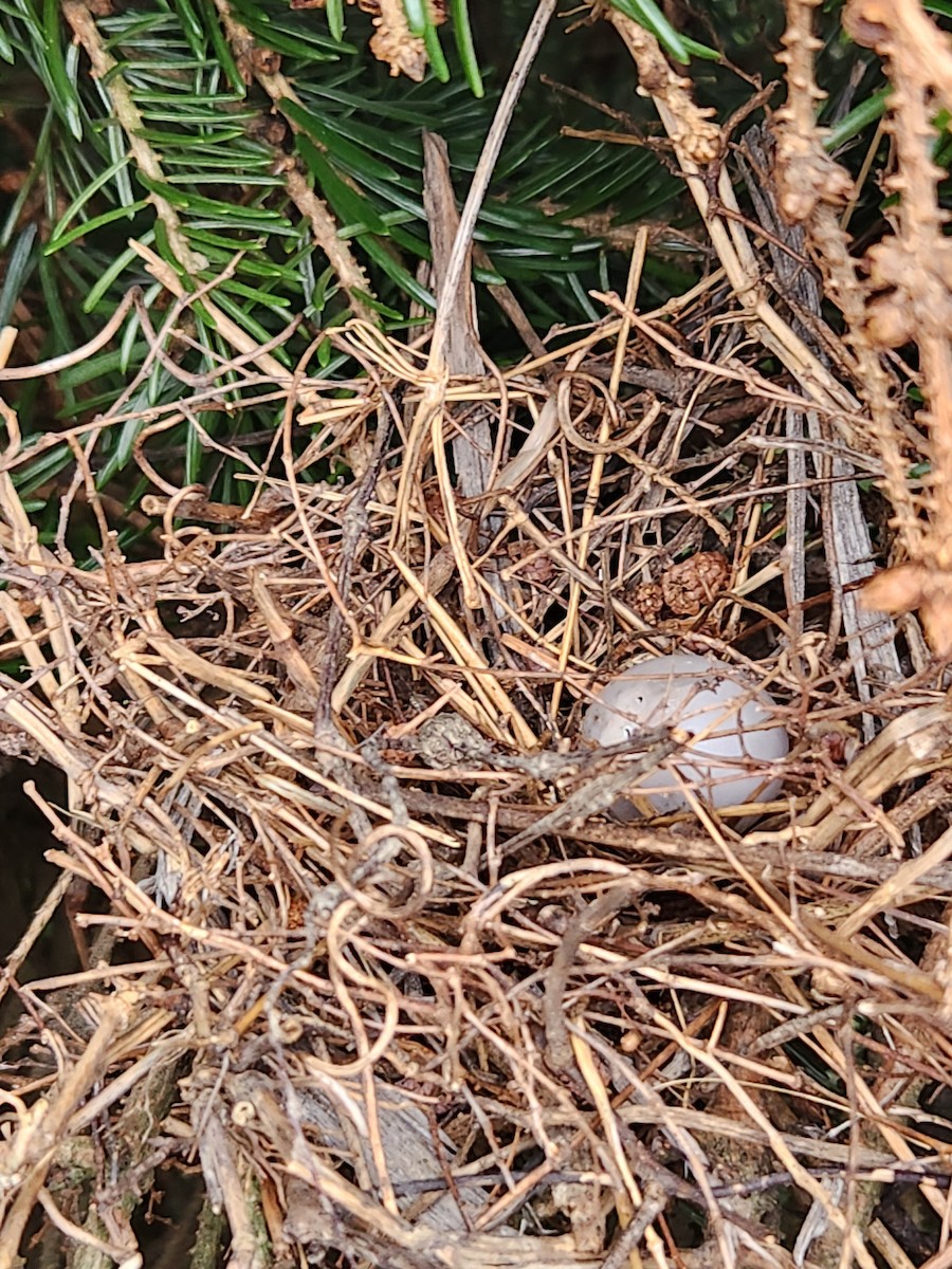 Brown Thrasher - ML620326619