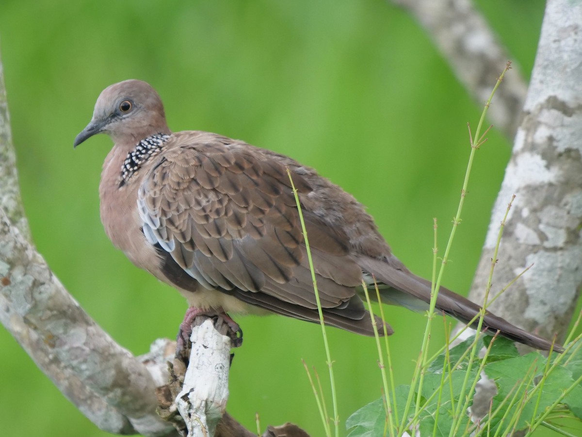 Spotted Dove - ML620326623