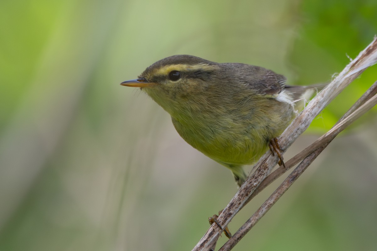 Mosquitero de Tickell/de Quinghai - ML620326627