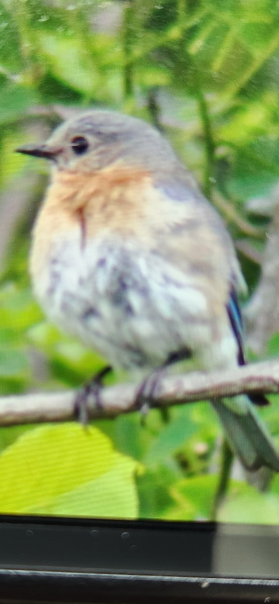 Eastern Bluebird - ML620326629