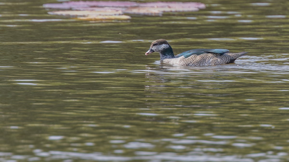 Green Pygmy-Goose - ML620326630