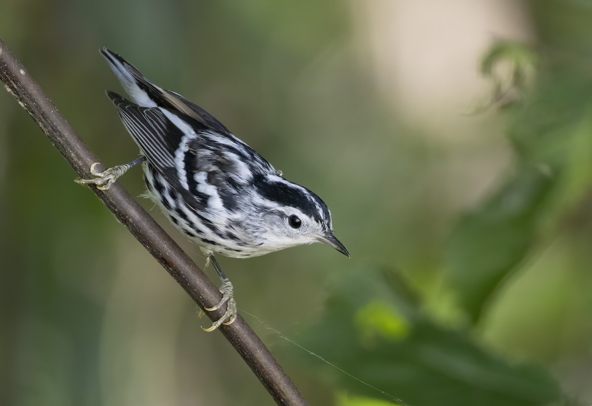 Black-and-white Warbler - ML620326632