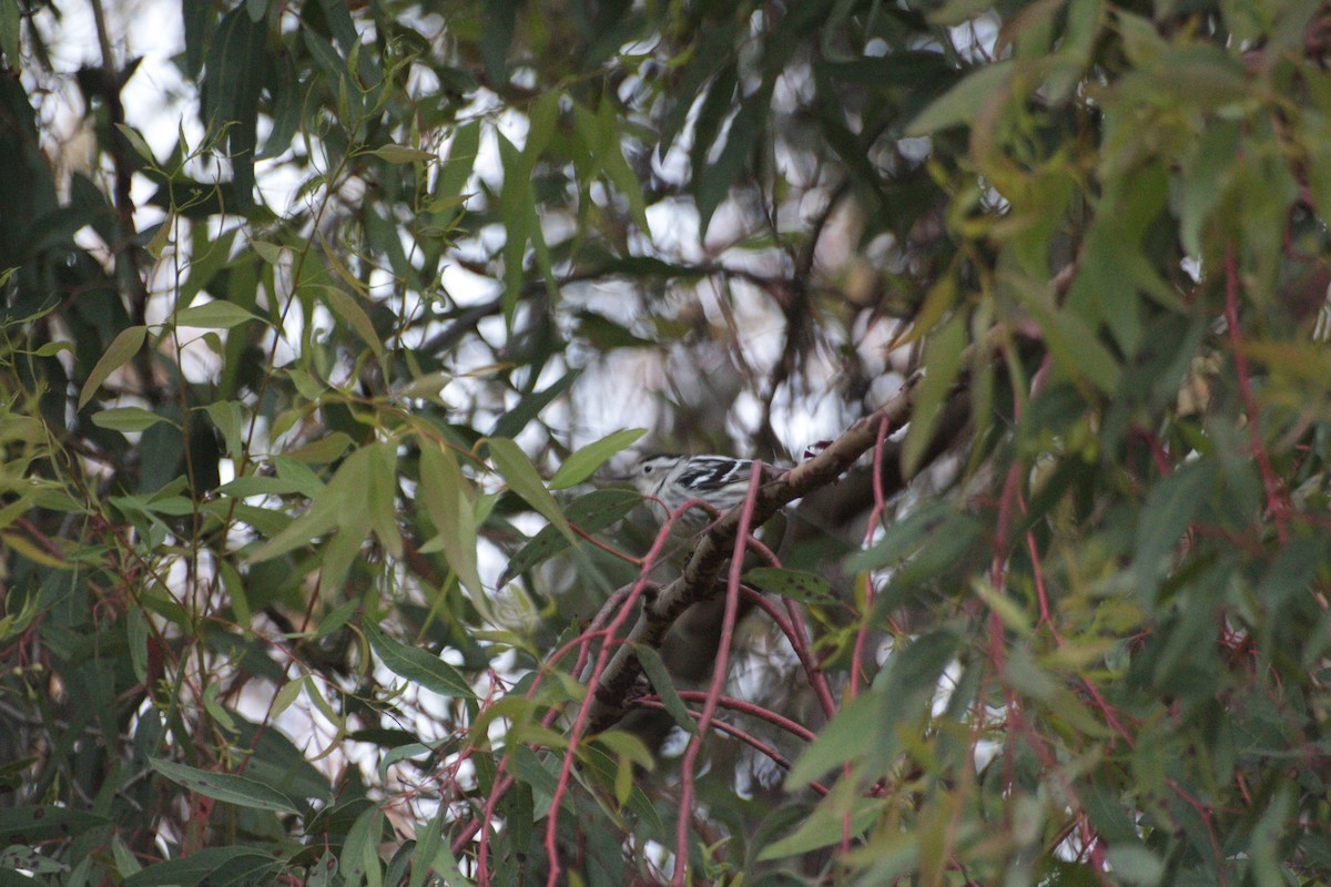 Black-and-white Warbler - ML620326635