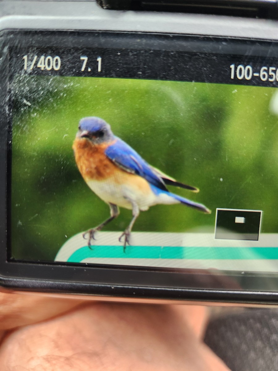 Eastern Bluebird - ML620326637