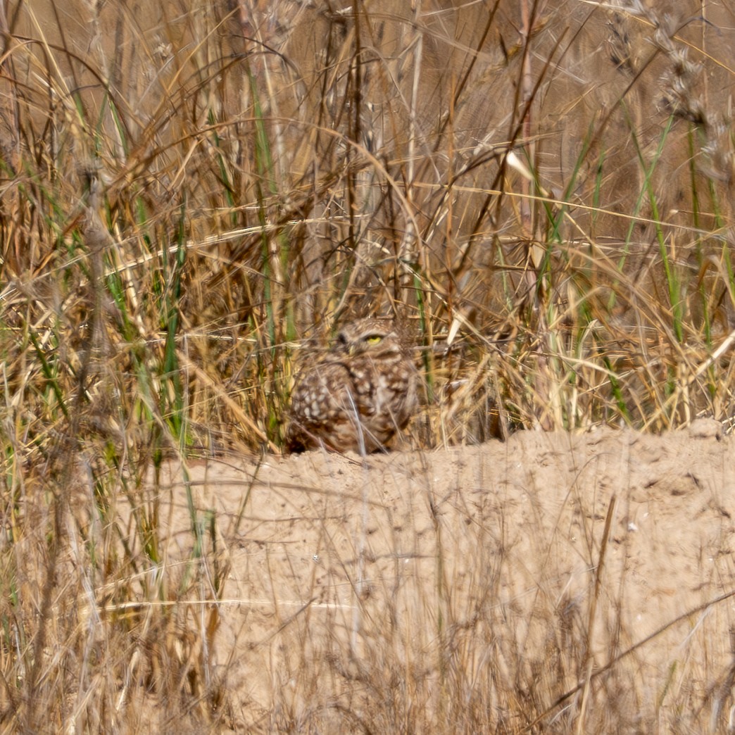 Burrowing Owl - ML620326644