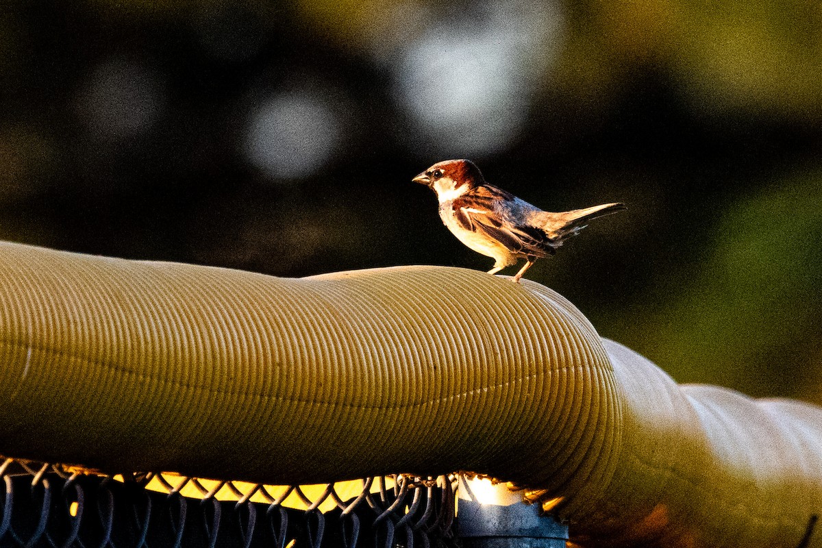 House Sparrow - ML620326645