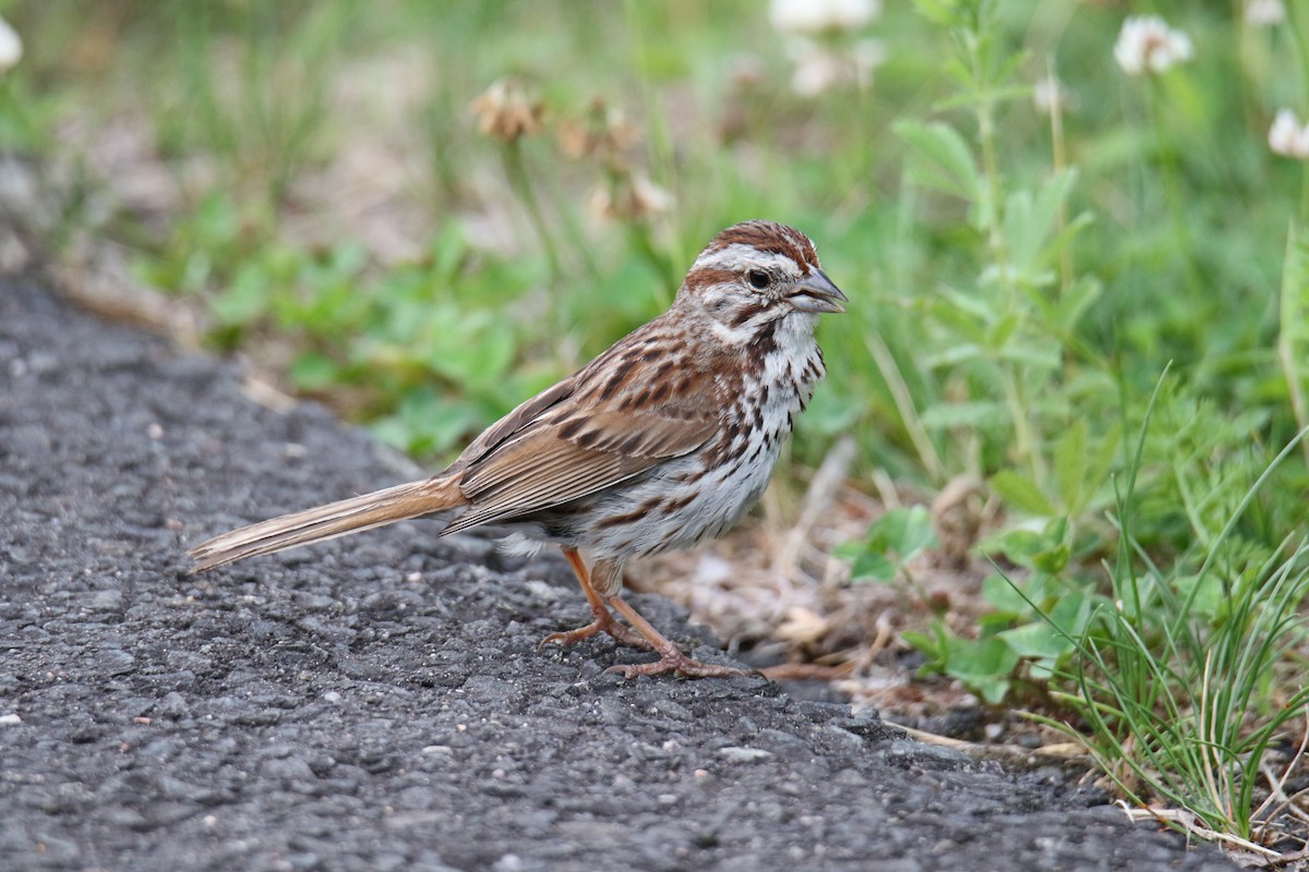 Song Sparrow - ML620326646