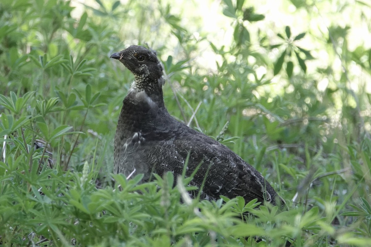 Sooty Grouse - Barb McGrenere