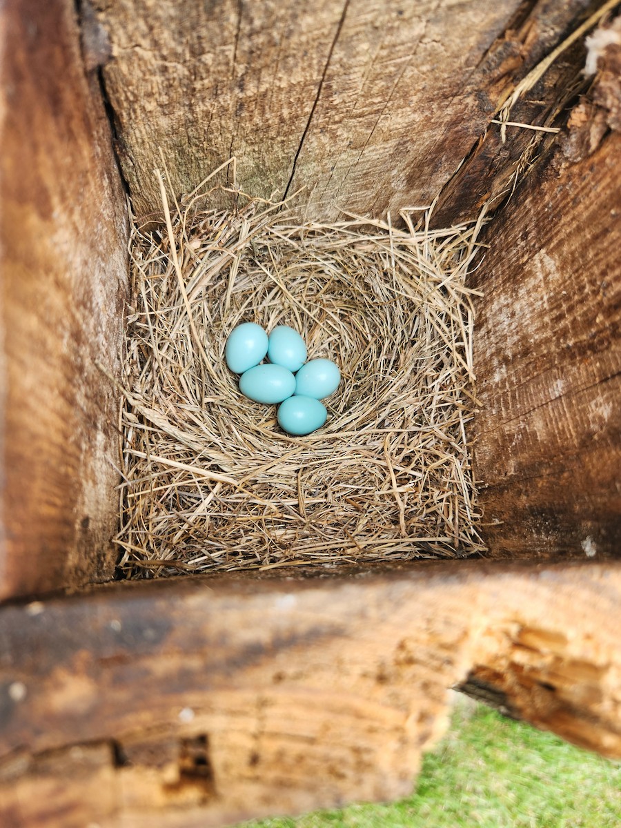 Eastern Bluebird - ML620326654