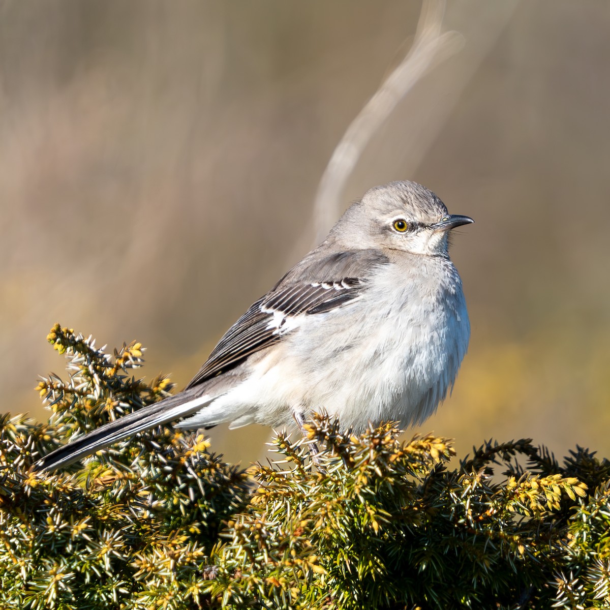 Northern Mockingbird - ML620326656