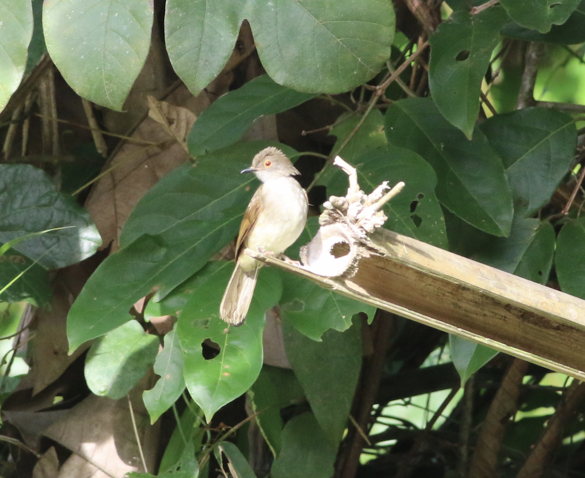 Bulbul de Anteojos - ML620326665