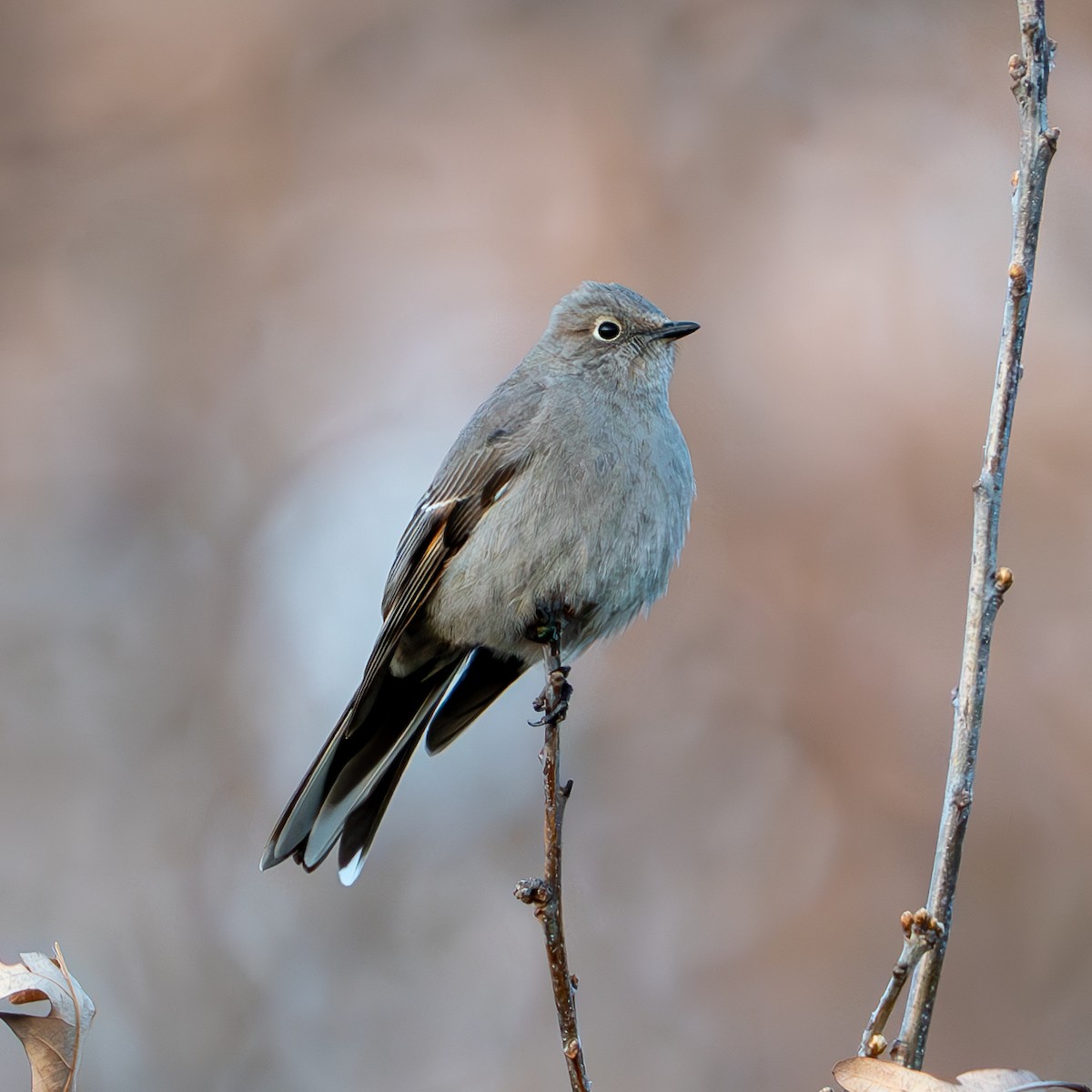 Townsend's Solitaire - ML620326674