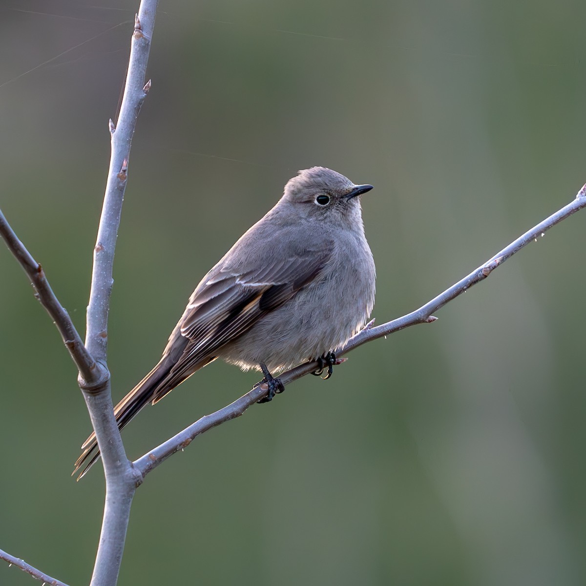 Townsend's Solitaire - ML620326675