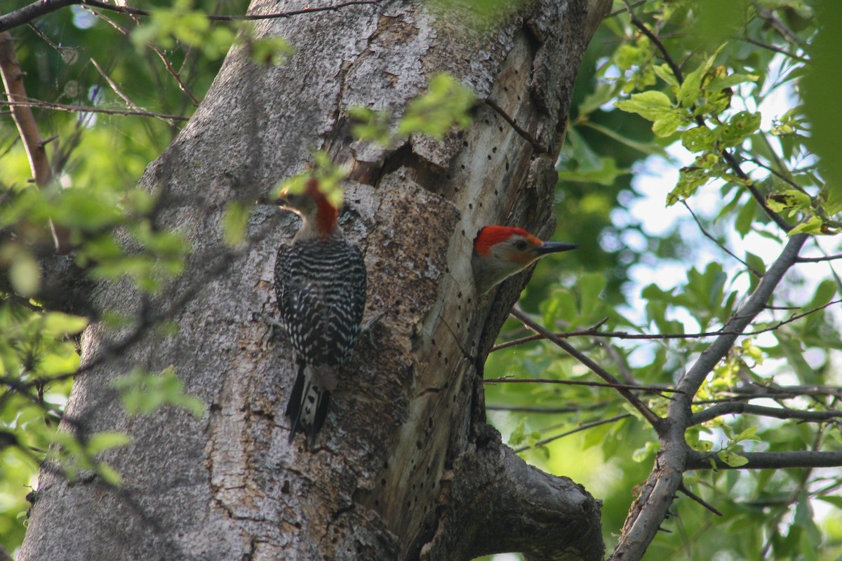 Red-bellied Woodpecker - ML620326688