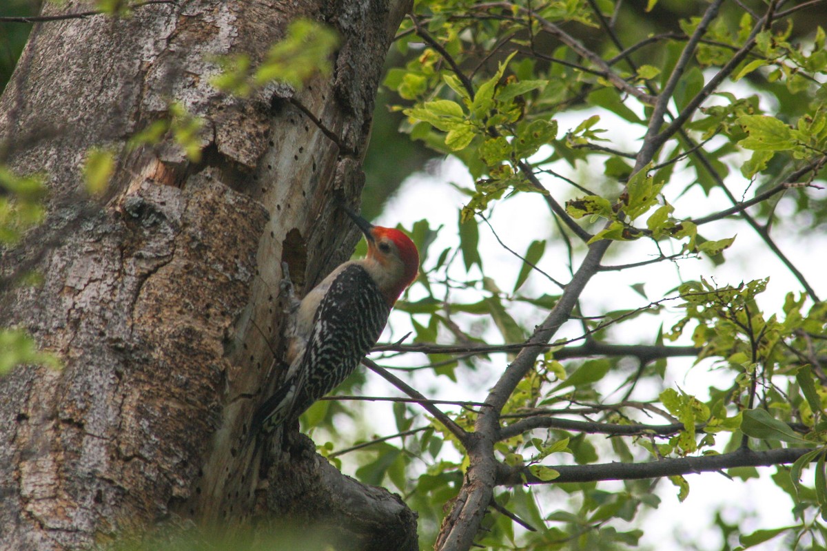 Red-bellied Woodpecker - ML620326689