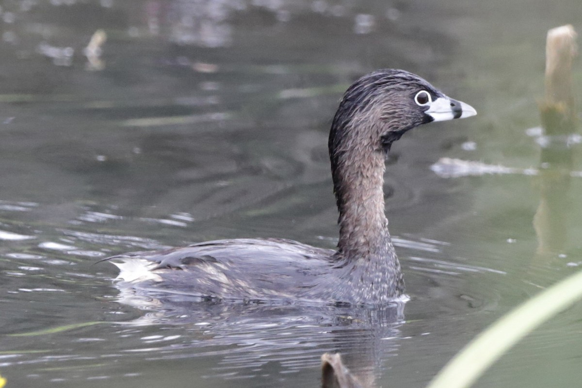 Pied-billed Grebe - ML620326693