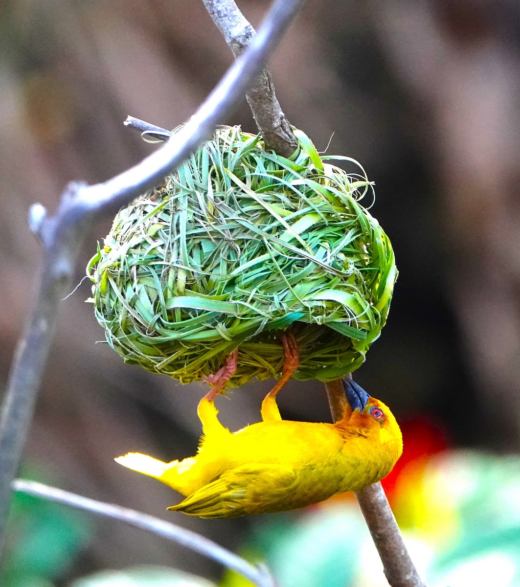 African Golden-Weaver - ML620326699