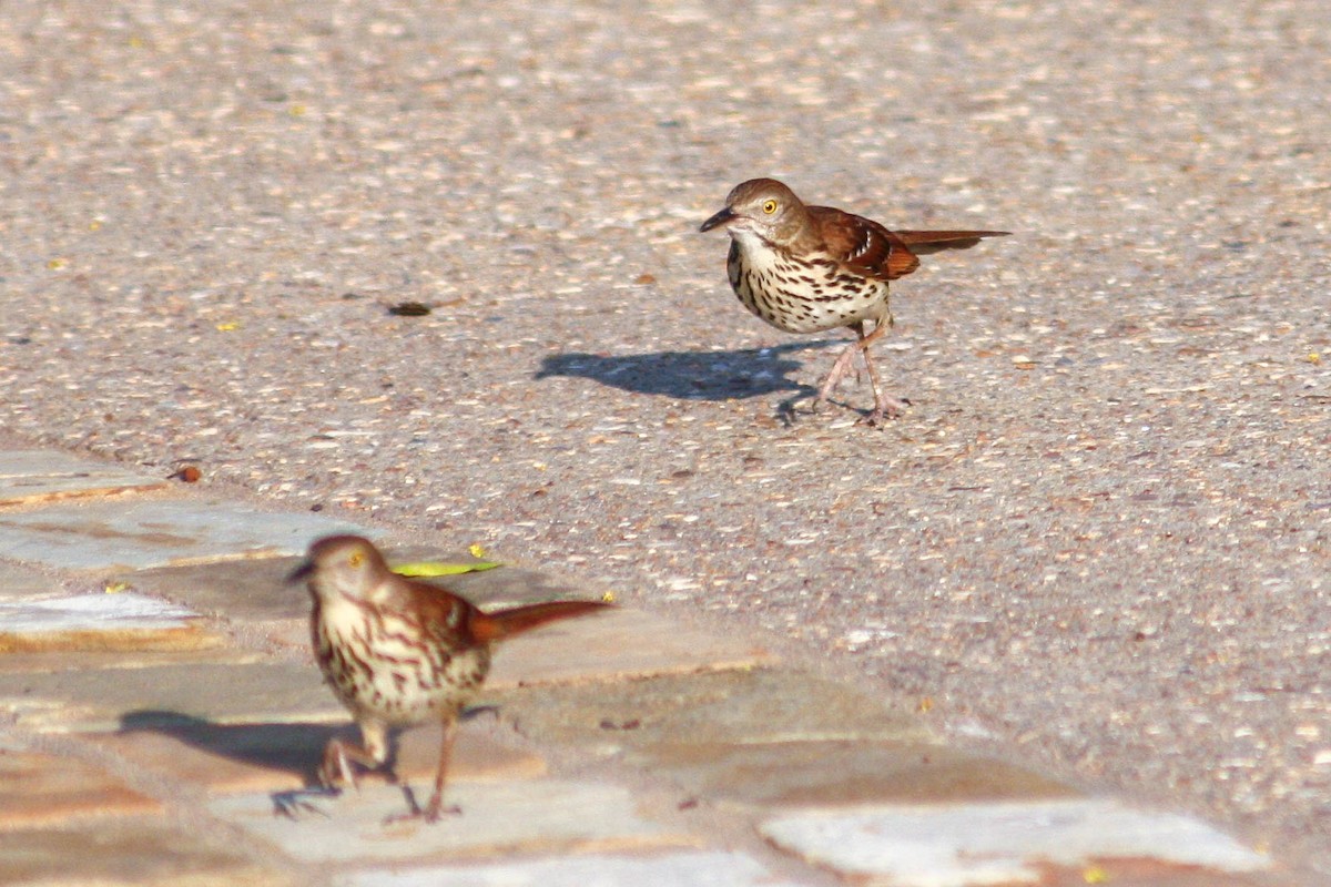 Brown Thrasher - ML620326711