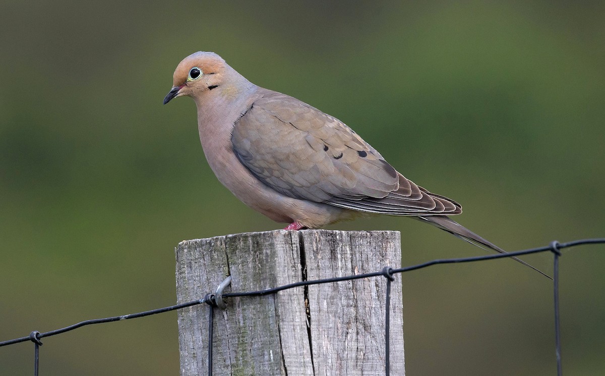 Mourning Dove - ML620326715