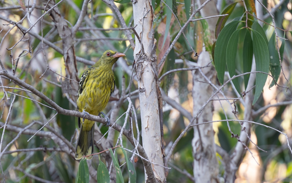 Mangrovepirol - ML620326719