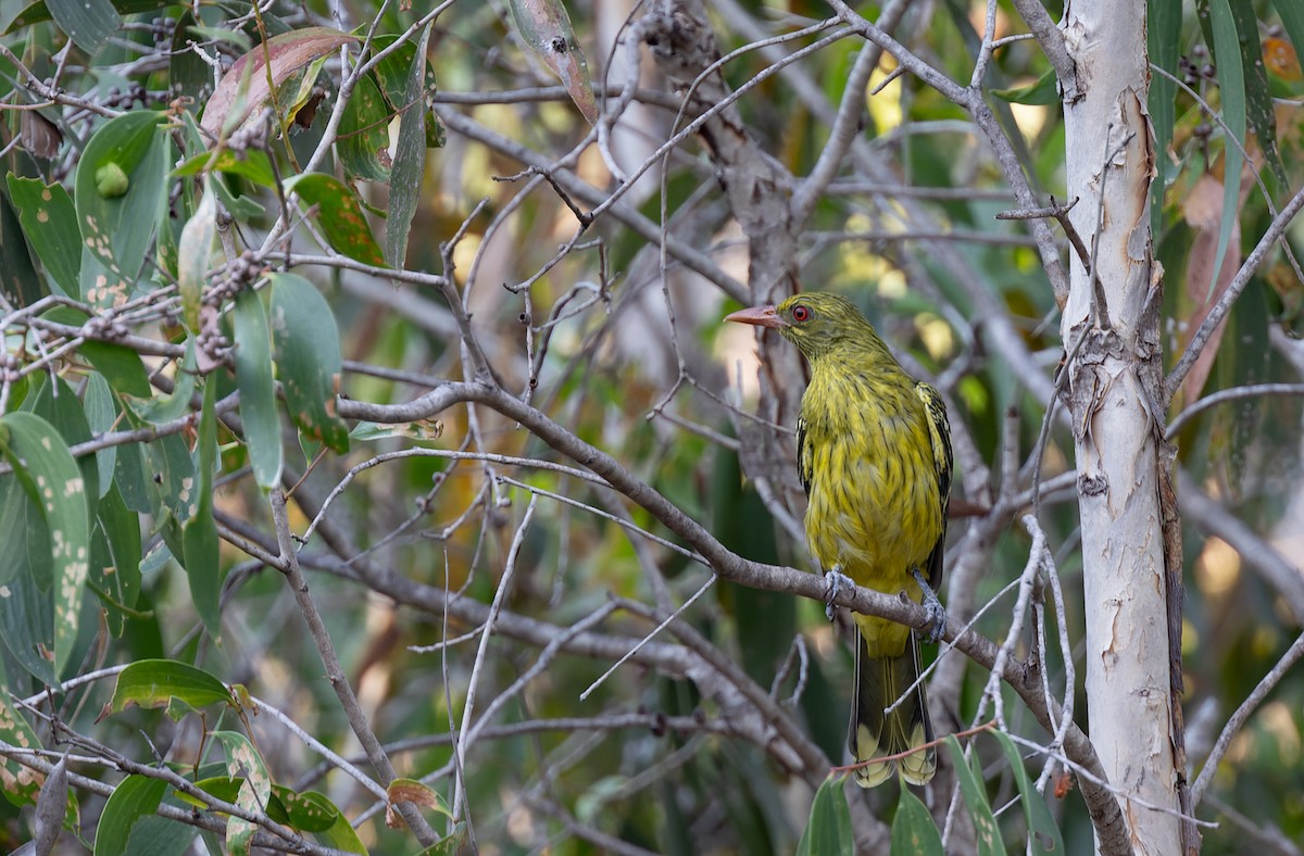 Mangrovepirol - ML620326721