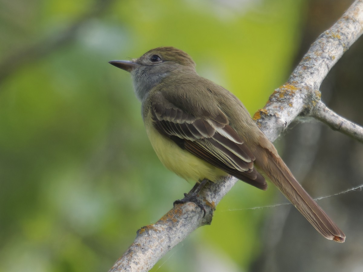 Great Crested Flycatcher - ML620326724