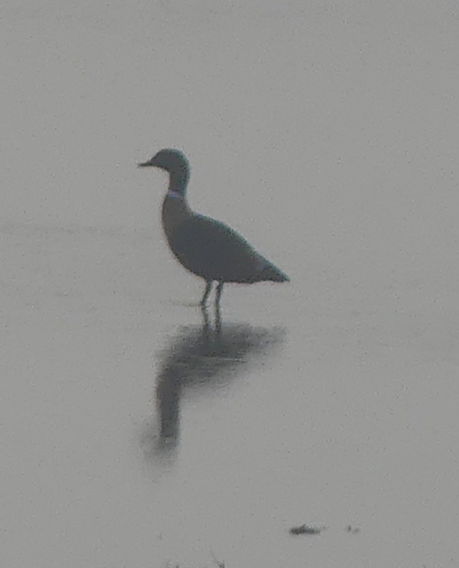 Australian Shelduck - ML620326727