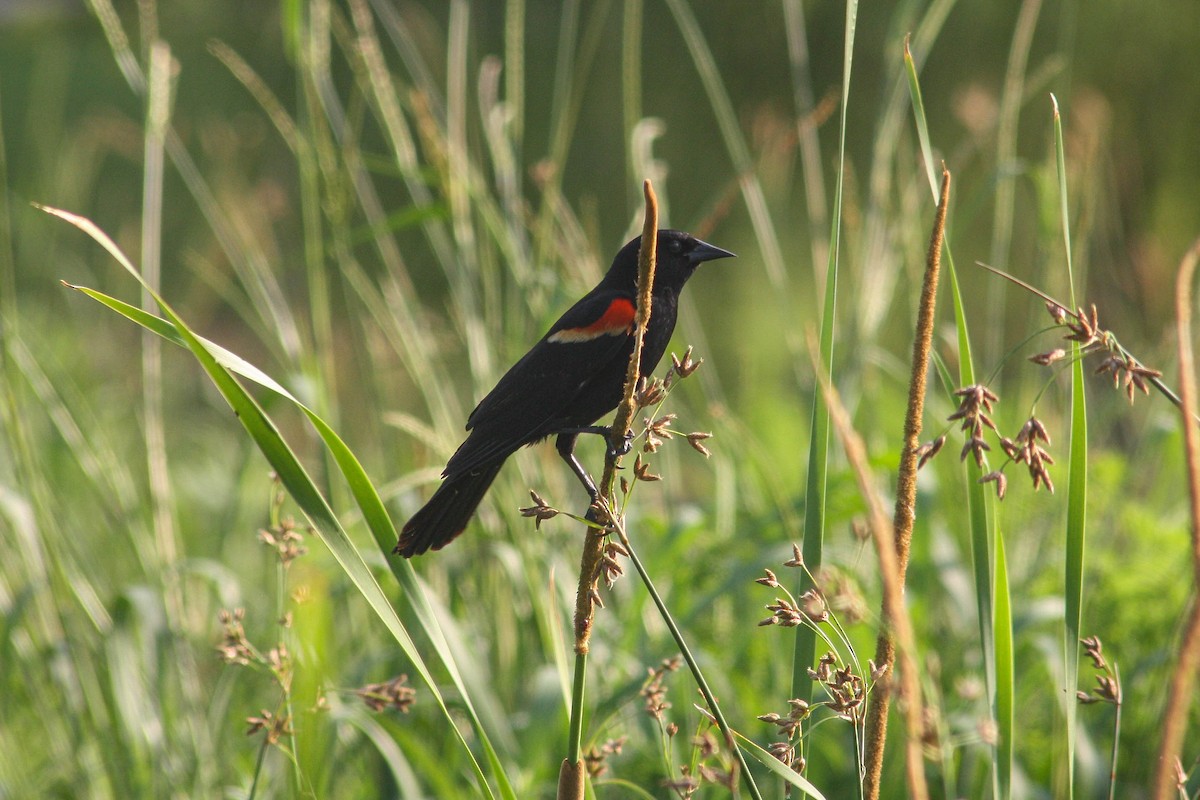 Red-winged Blackbird - Katrina Klempa