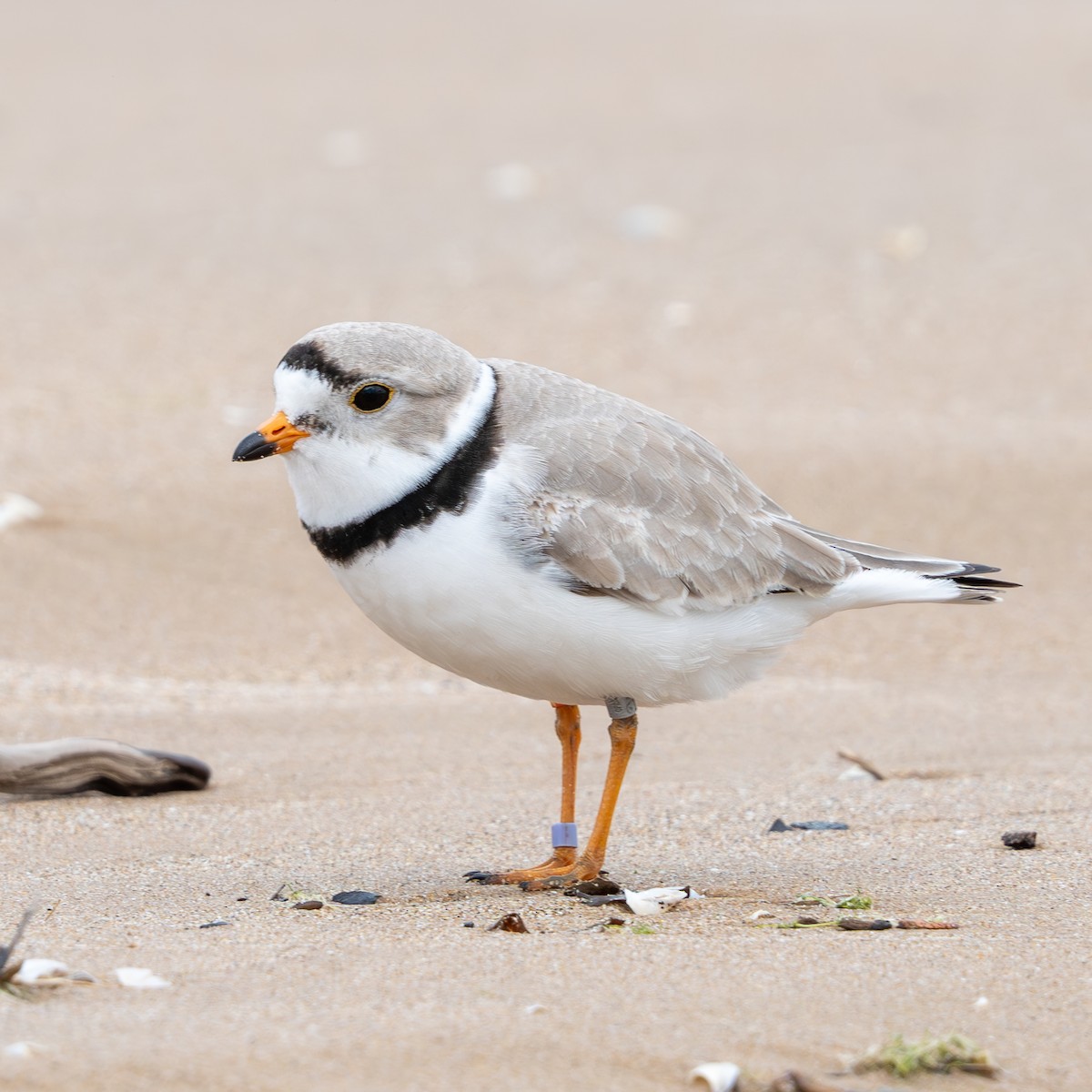 Piping Plover - ML620326730
