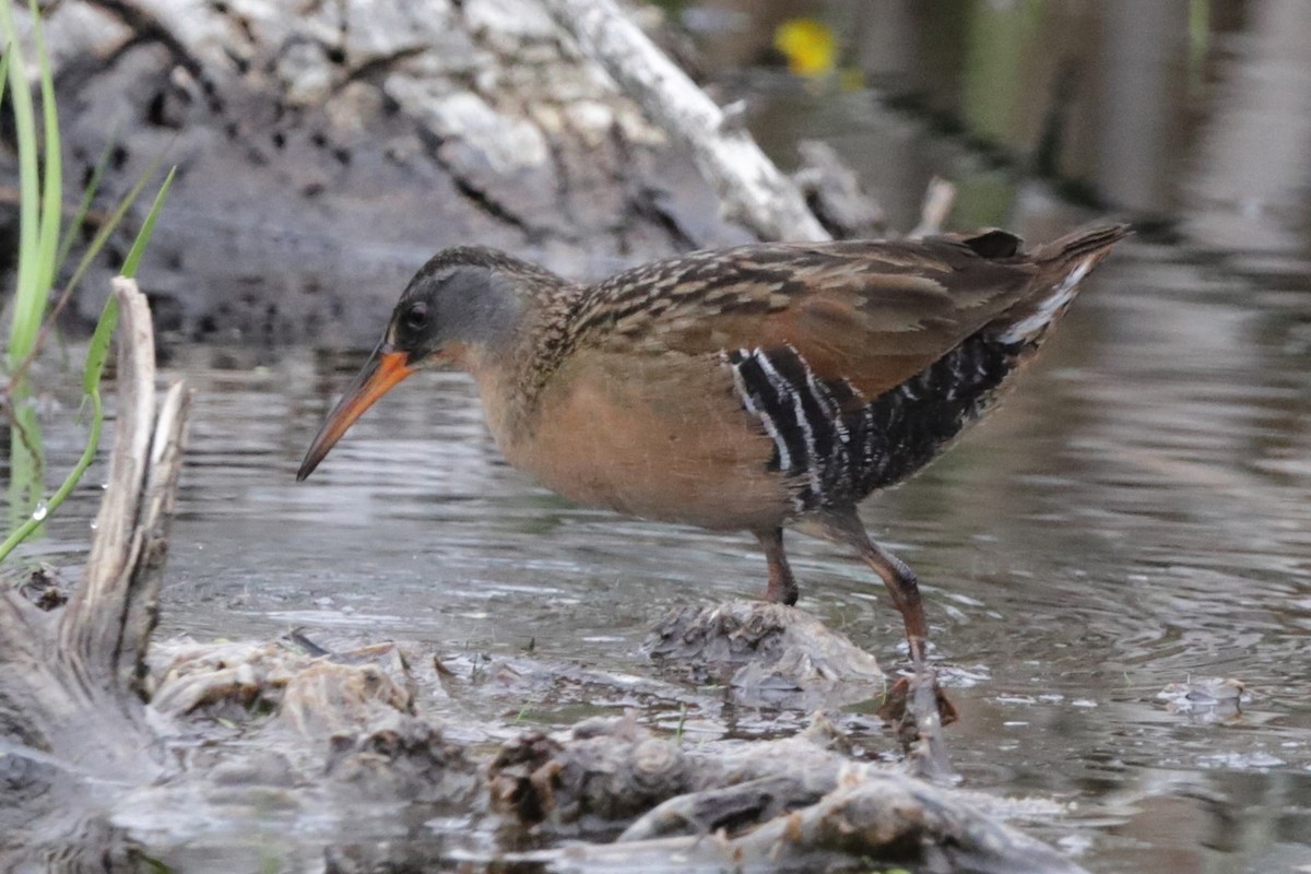 Virginia Rail - ML620326733