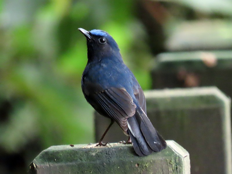 White-tailed Robin - ML620326737