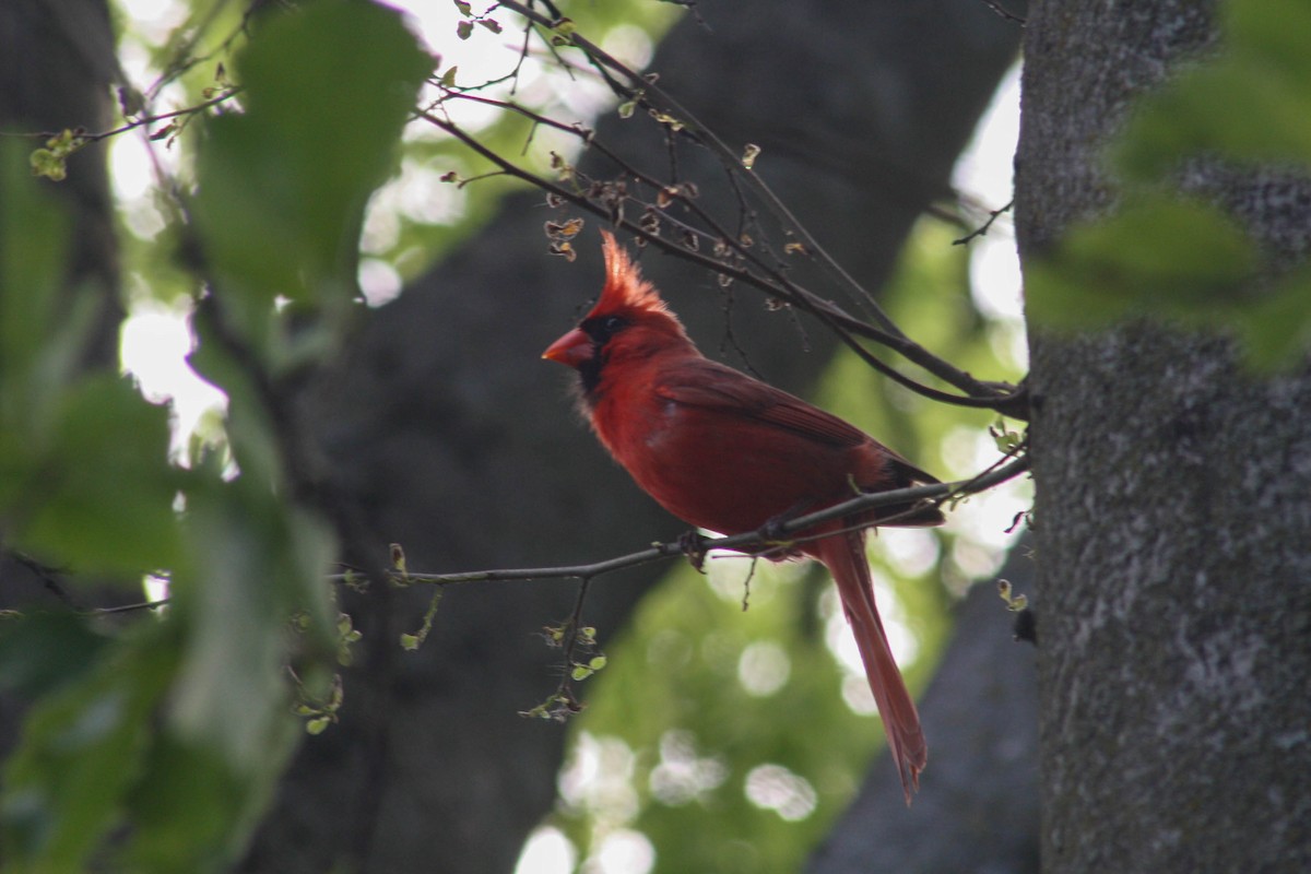 Cardinal rouge - ML620326745