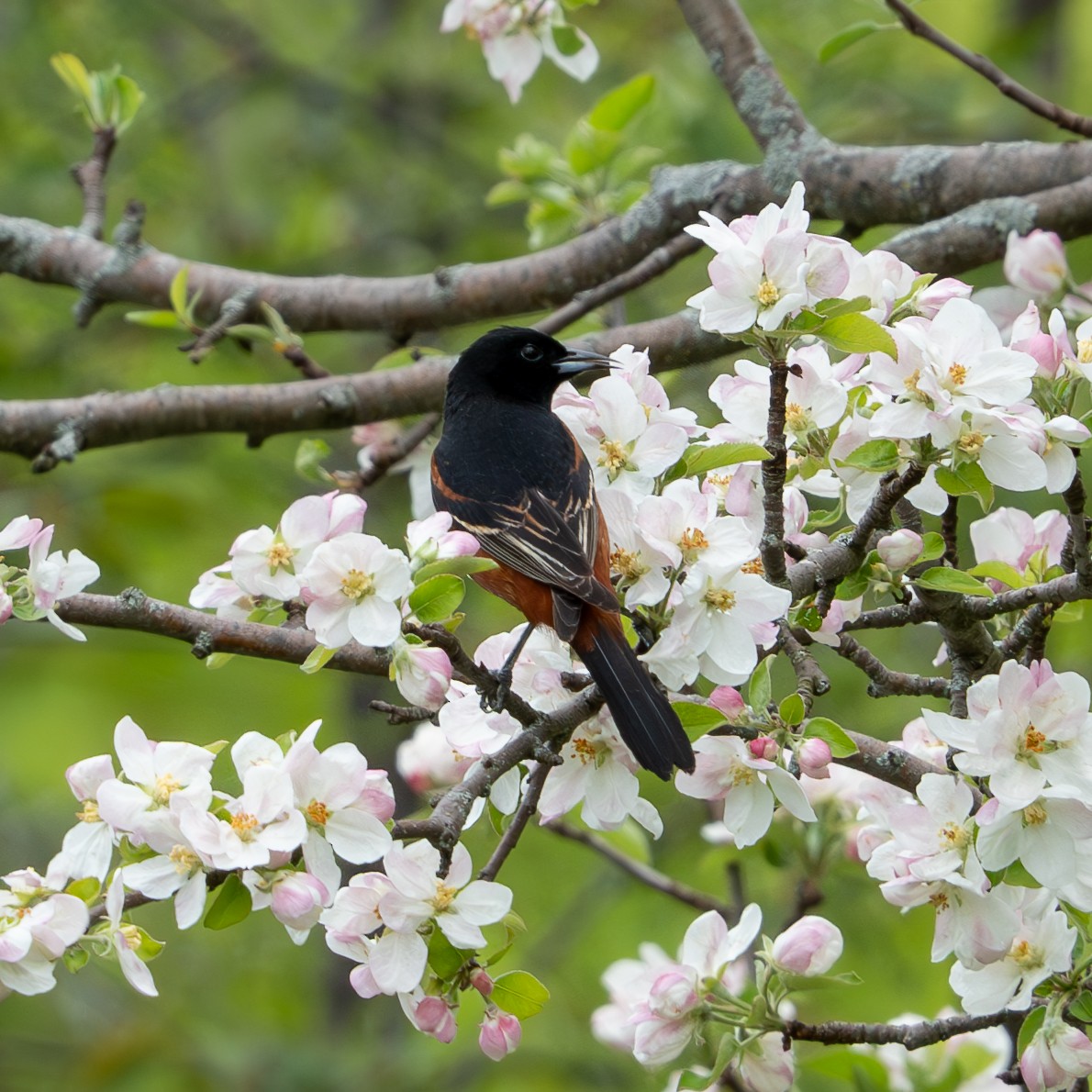 Orchard Oriole - ML620326746