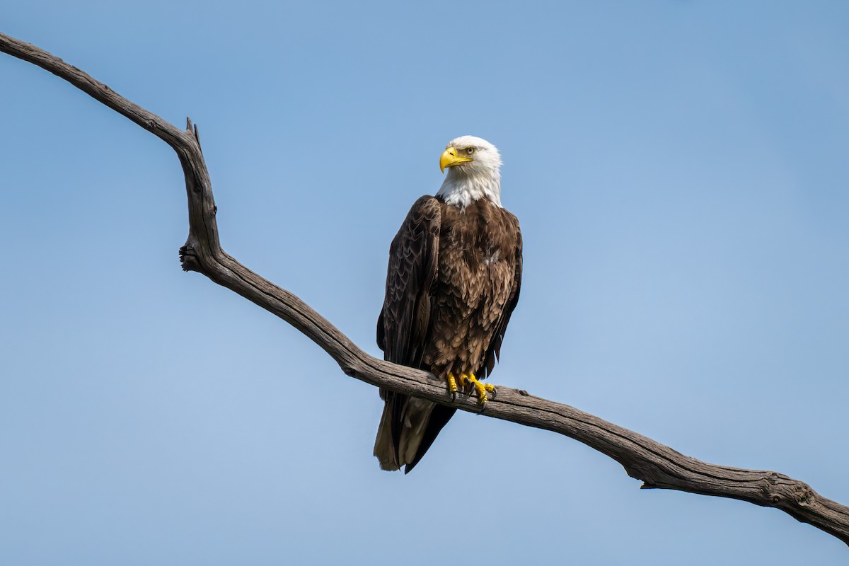 Bald Eagle - ML620326755