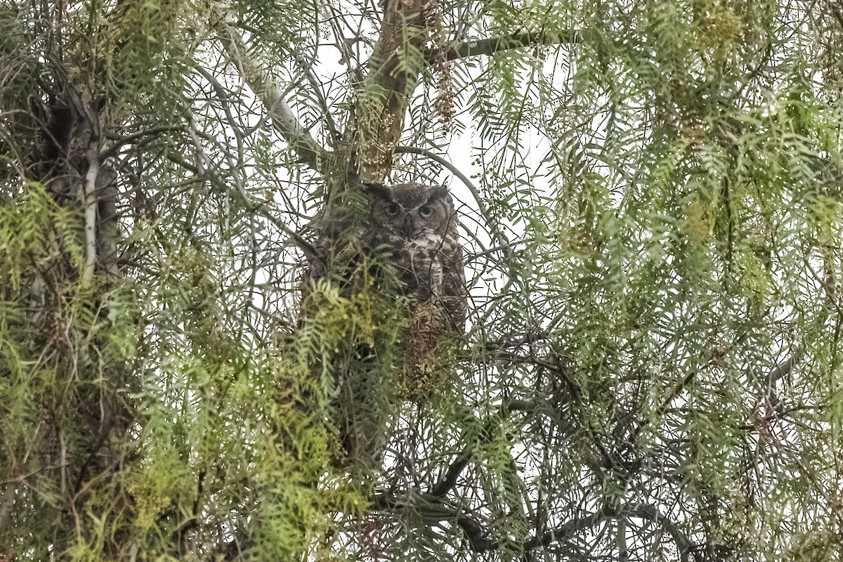 Great Horned Owl - ML620326761