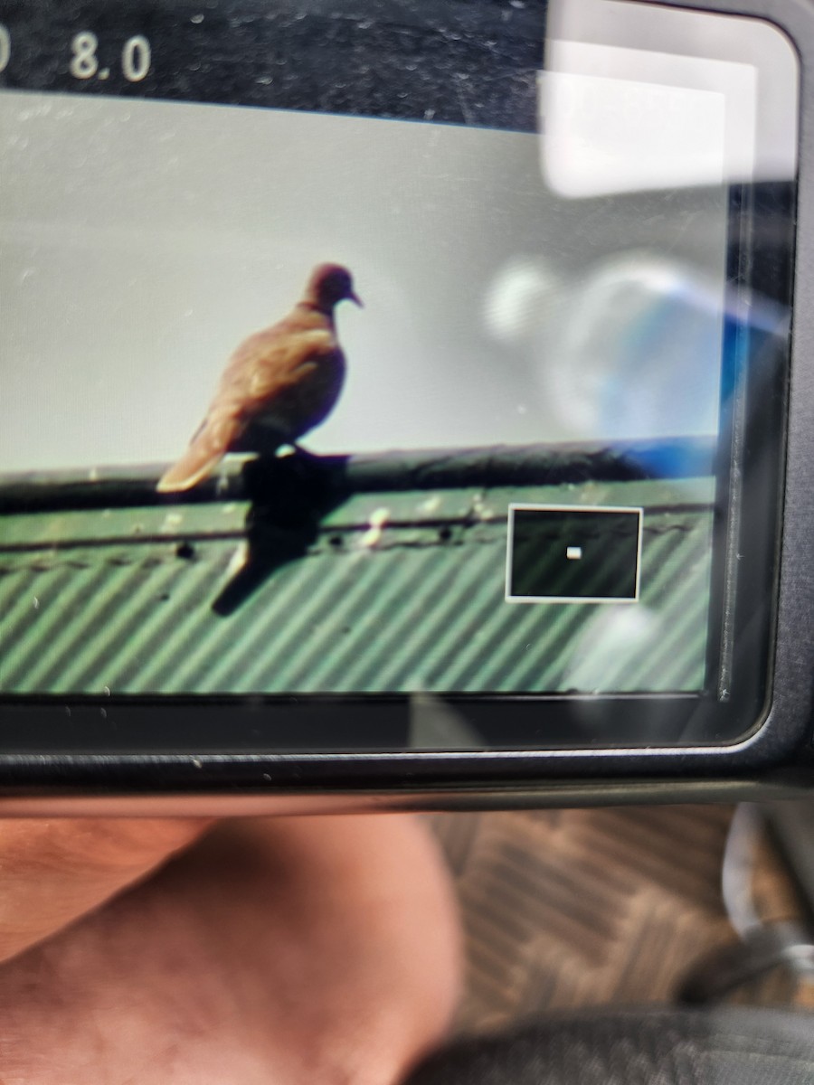 Eurasian Collared-Dove - ML620326790