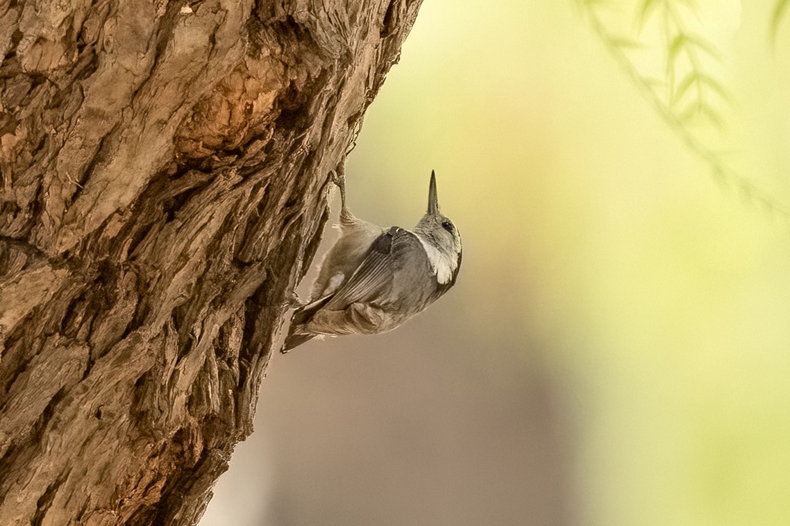 White-breasted Nuthatch - ML620326796