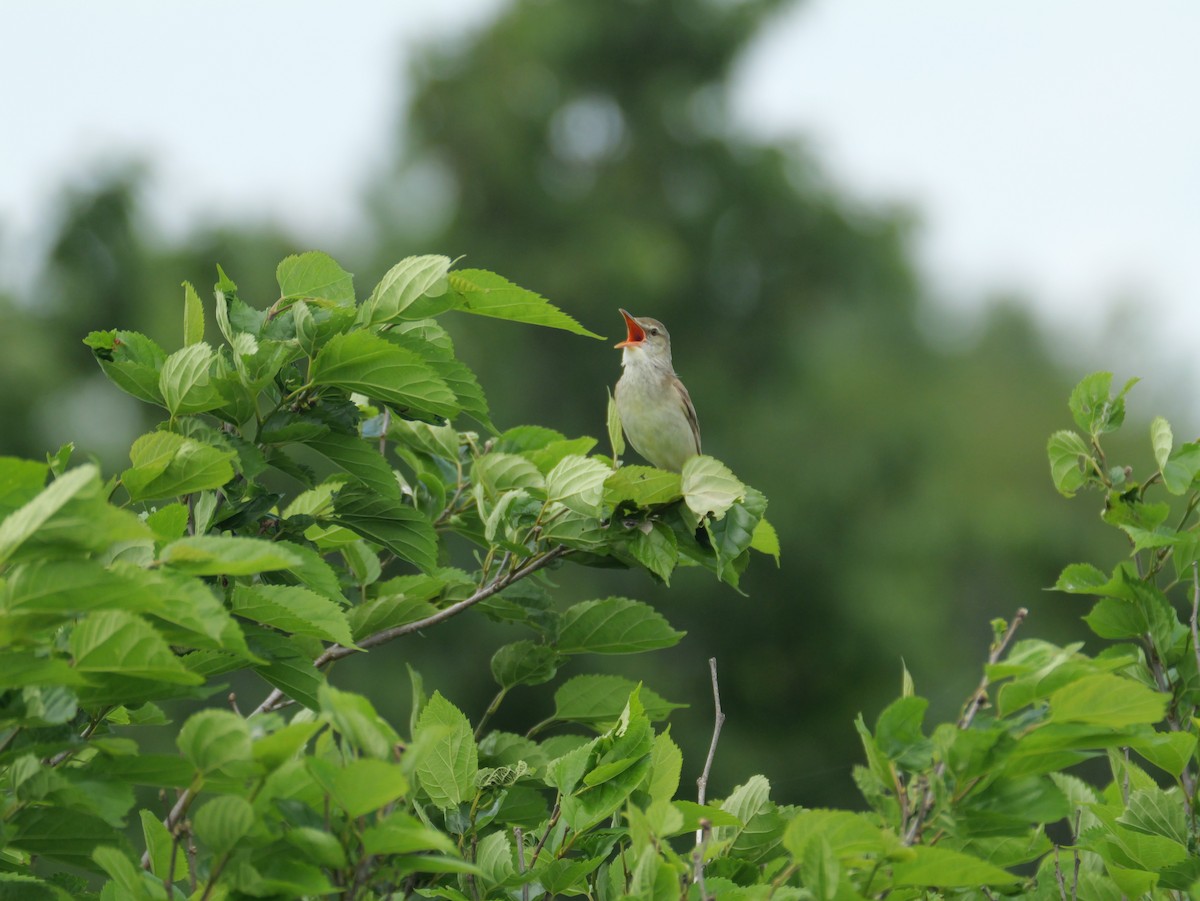 Oriental Reed Warbler - ML620326800